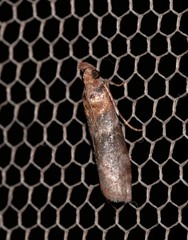 Calguia defiguralis