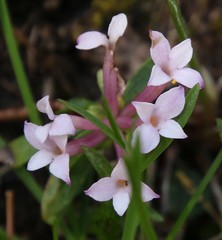 Daphne striata