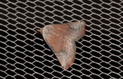 Mataeomera mesotaenia