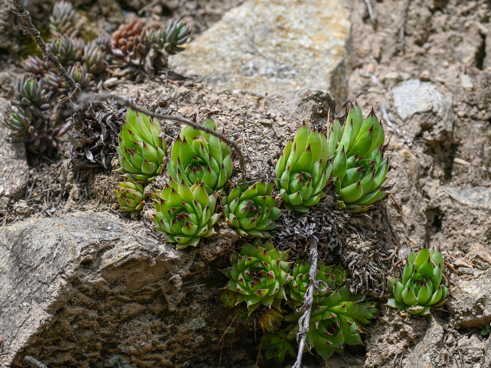 Sempervivum columnare Jord. & Fourr.