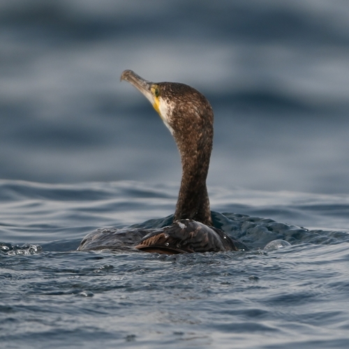 Great Cormorant