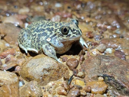 Iberian Spadefoot