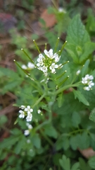 Cardamine hirsuta
