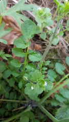 Cardamine hirsuta