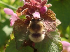 Anthophora plumipes