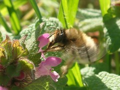 Anthophora plumipes