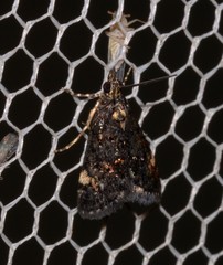 Heliothela ophideresana