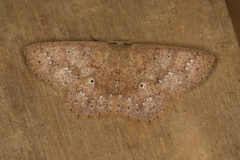Isochromodes brumosa