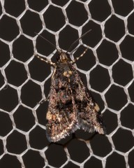 Heliothela ophideresana