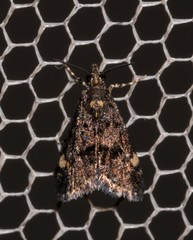 Heliothela ophideresana