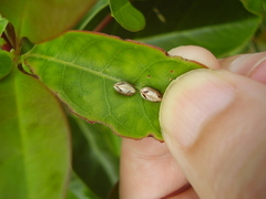 Balta bicolor