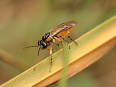 Athalia cordata