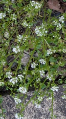 Cochlearia danica, photograph (c) guywallbanks, some rights reserved (CC BY)