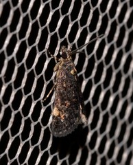 Heliothela ophideresana
