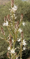 Asphodelus albus
