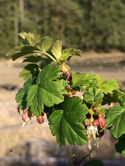 Ribes divaricatum