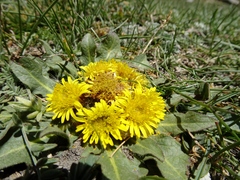 Inula rhizocephala
