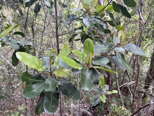 Planchonella sandwicensis observed 2026-05-20