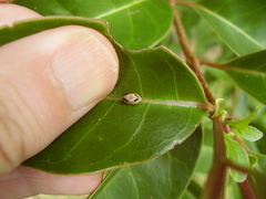 Balta bicolor