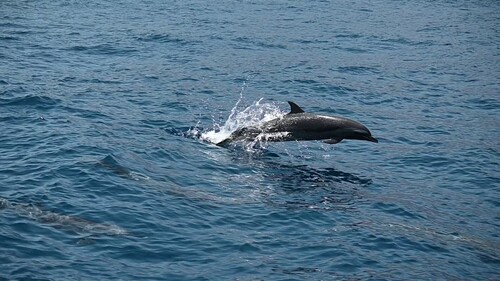 Pantropical Spotted Dolphin