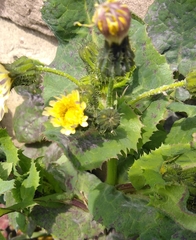 Sonchus oleraceus