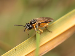 Athalia cordata