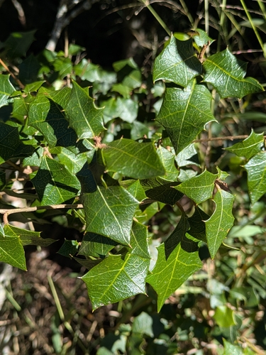 Native Holly