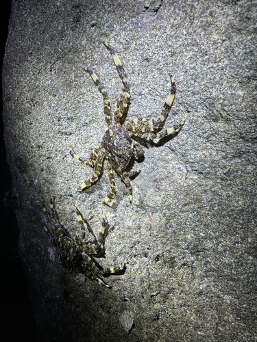Shinobium trapezoideum observed 2026-05-19