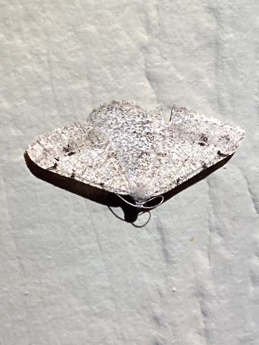 iNaturalist observation photo of Creosote Moth