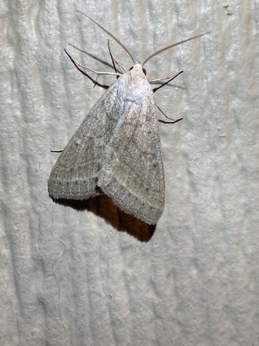 iNaturalist observation photo of Togate Looper Moth