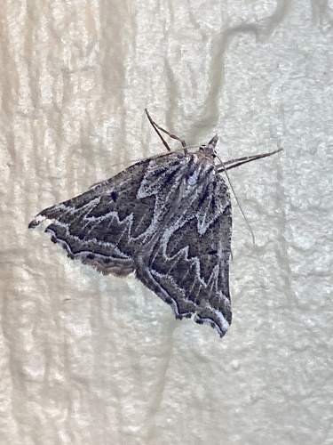 iNaturalist observation photo of Plataea personaria