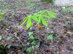 Aesculus hippocastanum