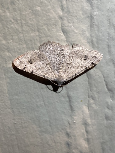 iNaturalist observation photo of Digrammia muscariata