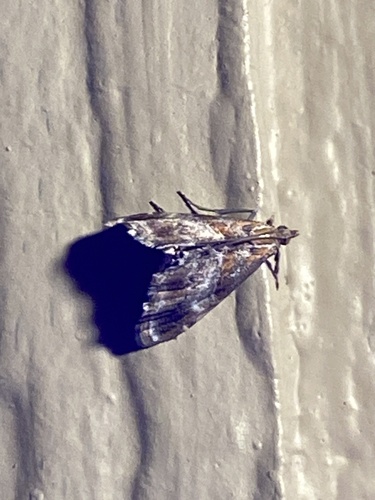 iNaturalist observation photo of Dusky-patched Dicymolomia