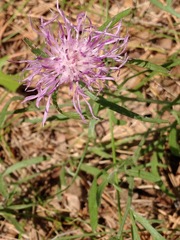 Centaurea × moncktonii