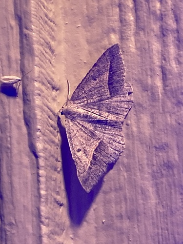 iNaturalist observation photo of Dark-bordered Granite