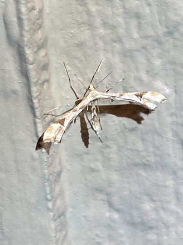 iNaturalist observation photo of Artichoke Plume Moth