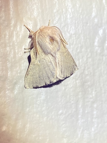 iNaturalist observation photo of Forest Tent Caterpillar Moth