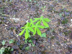 Aesculus hippocastanum