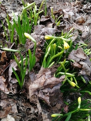 Narcissus