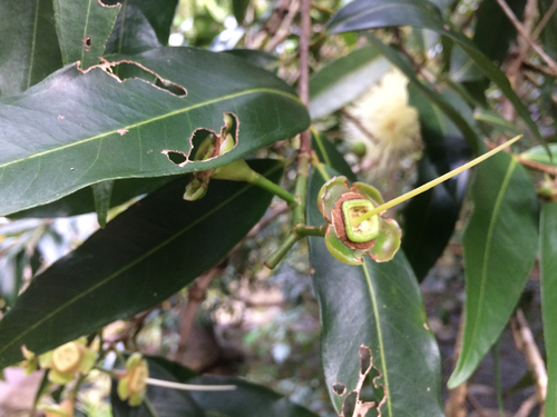 Syzygium jambos