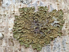 Melanelixia glabratula