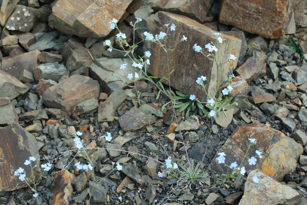 Eritrichium incanum