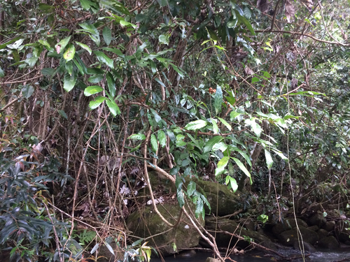Syzygium jambos
