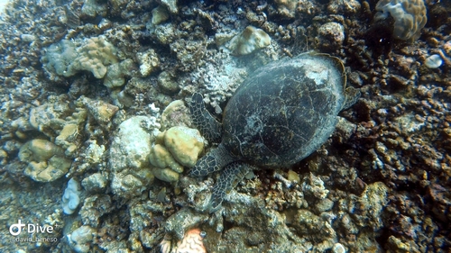 Hawksbill Sea Turtle — seen at this dive site