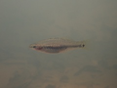 Hypseleotris cyprinoides