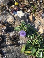 Globularia