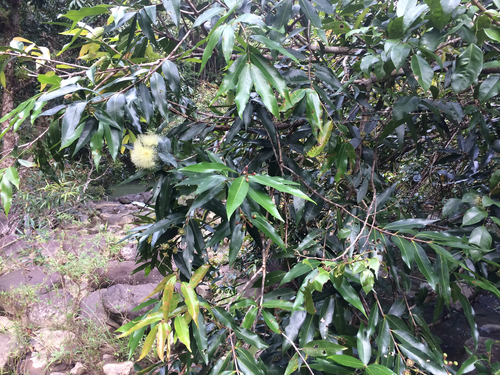 Syzygium jambos