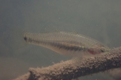 Hypseleotris cyprinoides