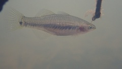 Hypseleotris cyprinoides